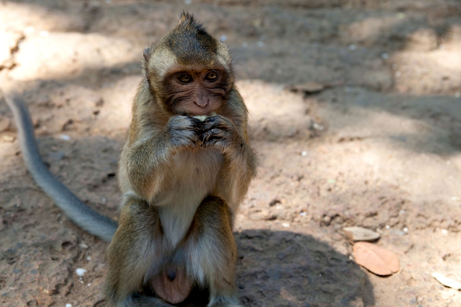 Mare Kambodscha Reisen, Andres Vainumäe, Christine Salten, Asien, Kambodscha, Thailand, Vietnam, Gruppenreisen, Individualreisen, Badeurlaub, Wellnesstempel, Cambodia, Khmer, Angkor Wat, Phnom Penh, Tonle Sap, Siem Reap, Sihanoukville, Battambang, Wat Ek Phnom, Tempelberg Wat Phnom, Unabhaenigkeitsdenkmal, Apsaratänze, tropische Strände, Elefantenausritt, Schnorcheln, Tuk-Tuk fahren, Rikscha fahren, fritierte Höhlenspinnen, Würgefeige, Reisfelder, Ananasplantage, schwimmende Dörfer, Flusskreuzfahrt, Bambusbahn, Wasserfest, Tempelruinen, Stupas, Udong, Dschungel, Canadia-Tower, Buddhas